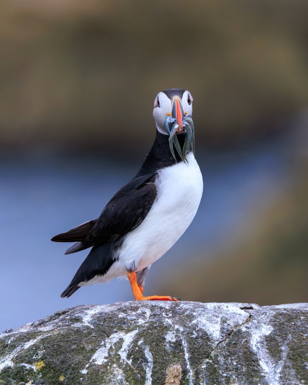 Atlantic Puffin