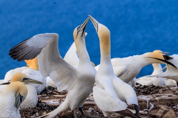 Northern Gannet