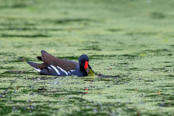 Eurasian Moorhen