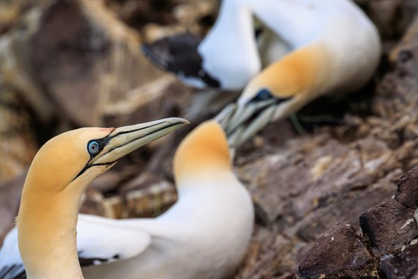 Northern Gannet