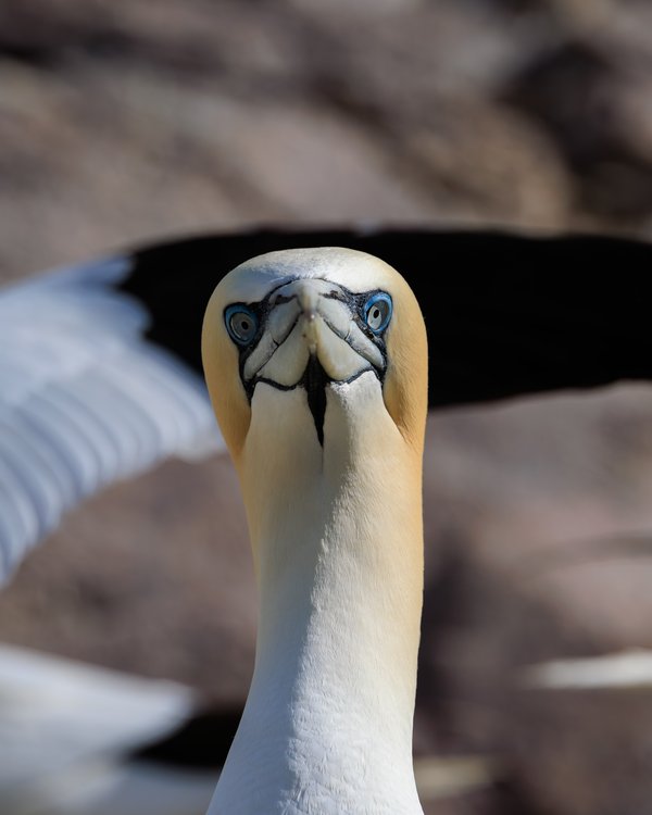 Northern Gannet
