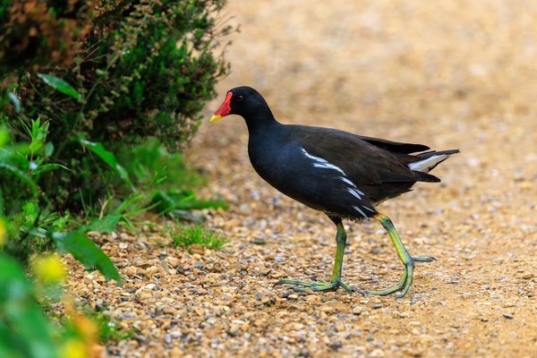 Eurasian Moorhen