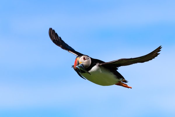 Atlantic Puffin