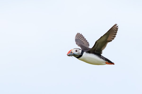 Atlantic Puffin