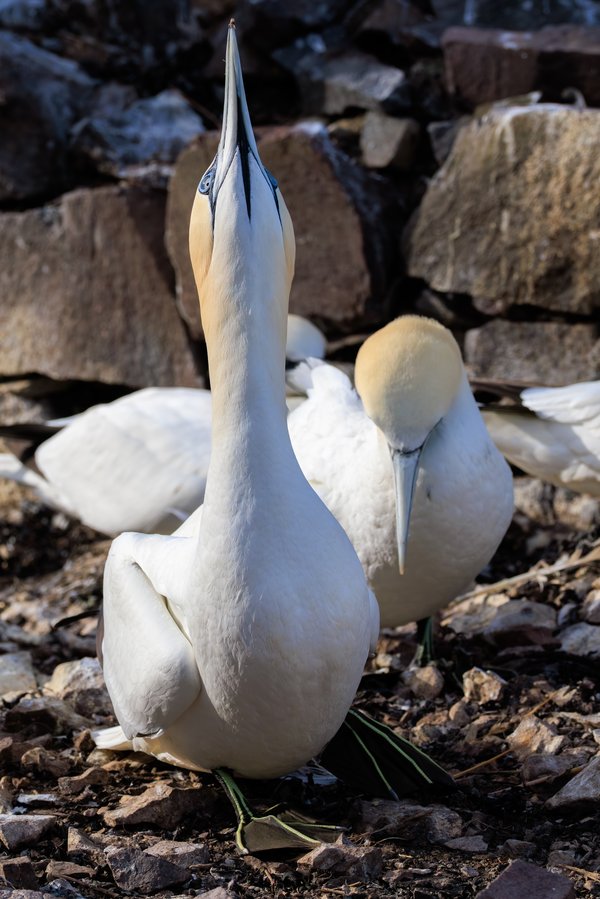 Northern Gannet