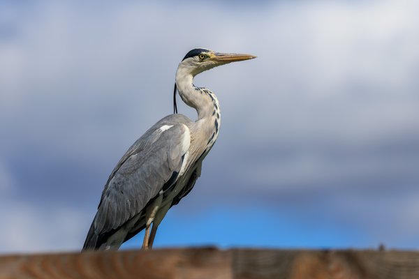 Gray Heron
