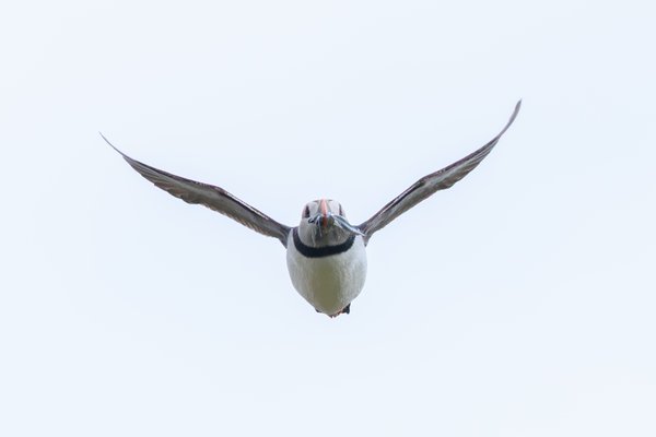 Atlantic Puffin