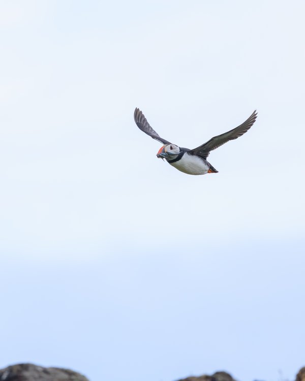 Atlantic Puffin