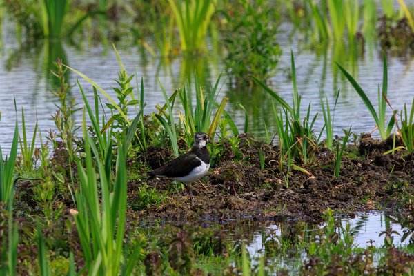 Northern Lapwing