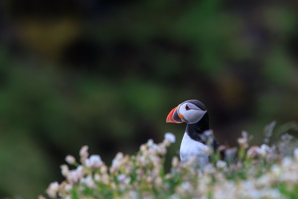 Atlantic Puffin