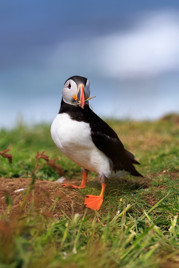 Atlantic Puffin