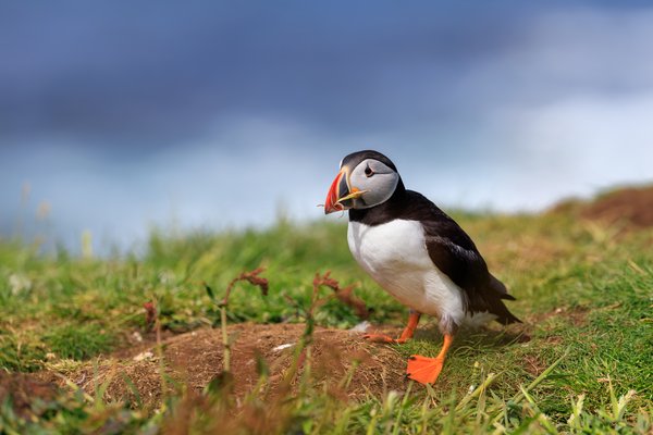 Atlantic Puffin