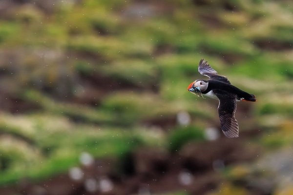 Atlantic Puffin