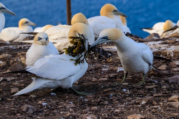 Northern Gannet