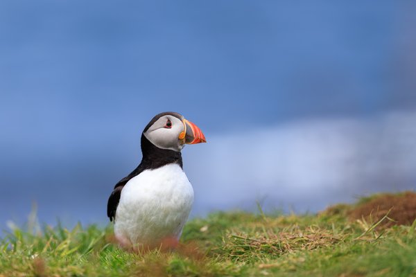 Atlantic Puffin