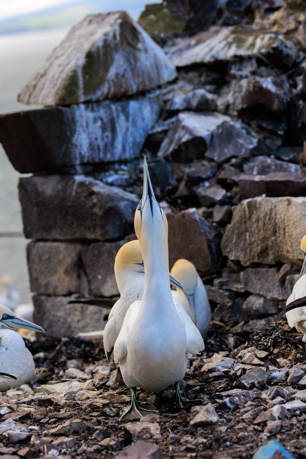 Northern Gannet