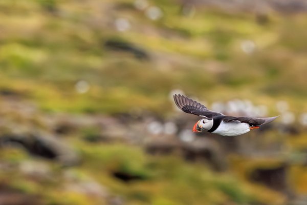 Atlantic Puffin