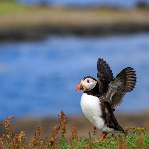 Atlantic Puffin