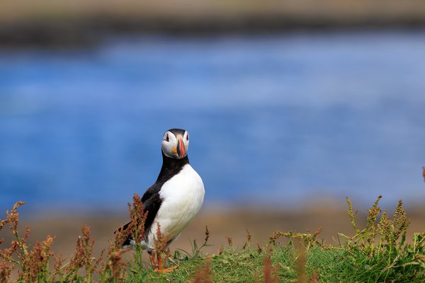 Atlantic Puffin
