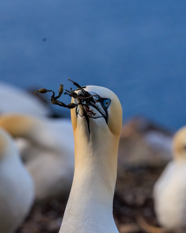 Northern Gannet