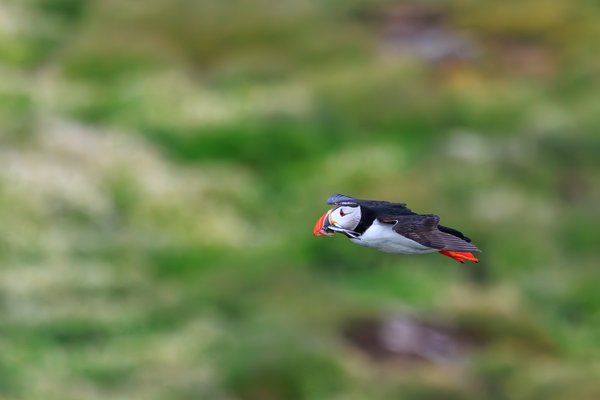 Atlantic Puffin