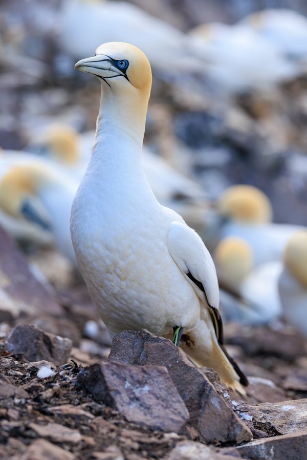 Northern Gannet