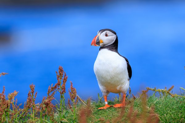 Atlantic Puffin