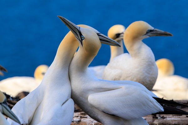 Northern Gannet
