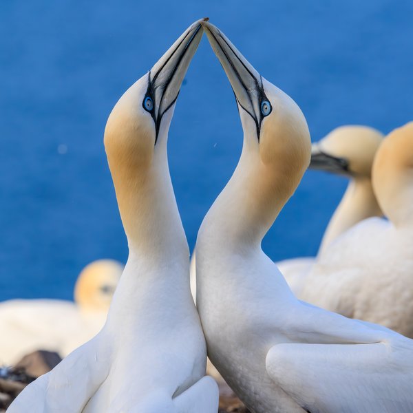 Northern Gannet