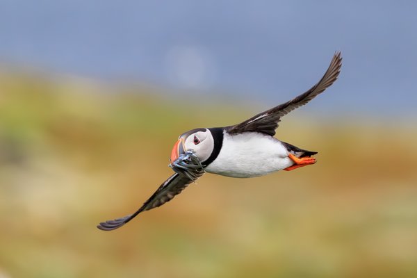 Atlantic Puffin