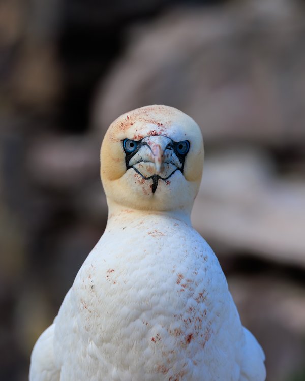 Northern Gannet
