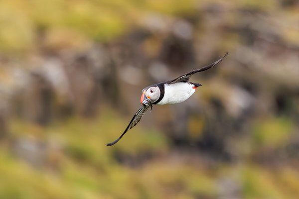 Atlantic Puffin