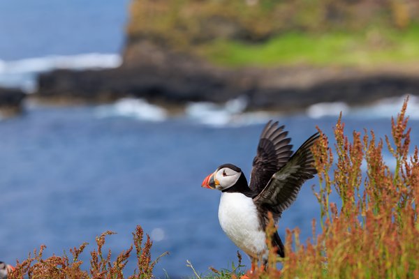 Atlantic Puffin