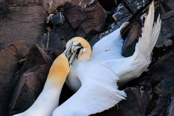 Northern Gannet