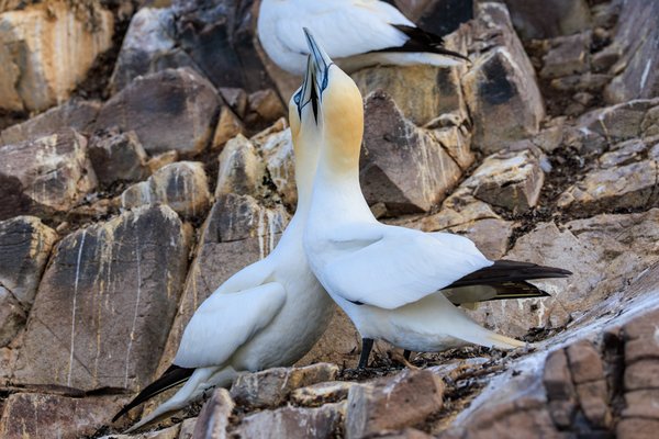 Northern Gannet