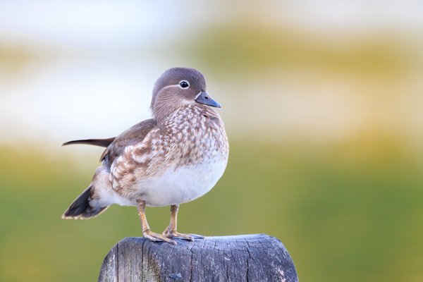 Mandarin Duck