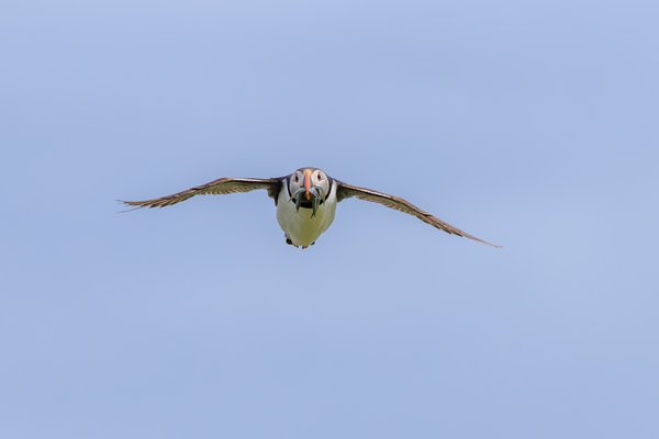 Atlantic Puffin