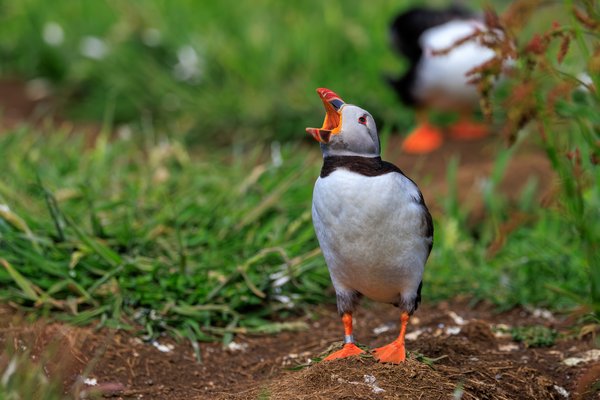 Atlantic Puffin
