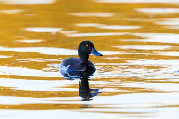Tufted Duck