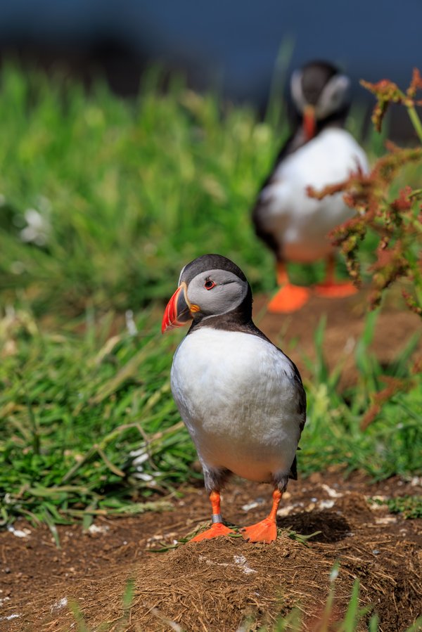 Atlantic Puffin