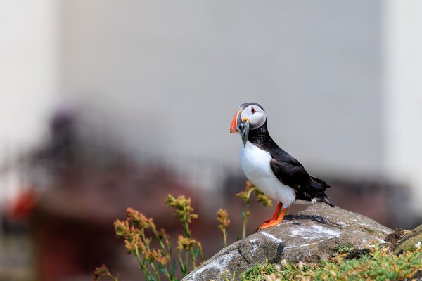 Atlantic Puffin