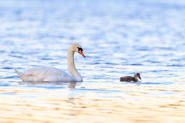 Mute Swan