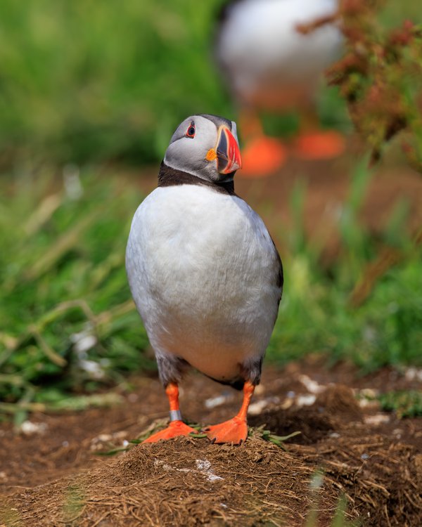 Atlantic Puffin