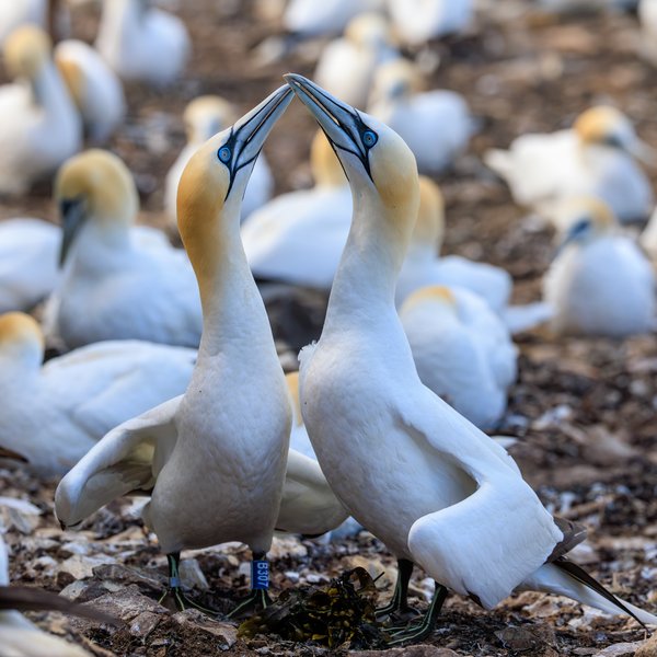 Northern Gannet