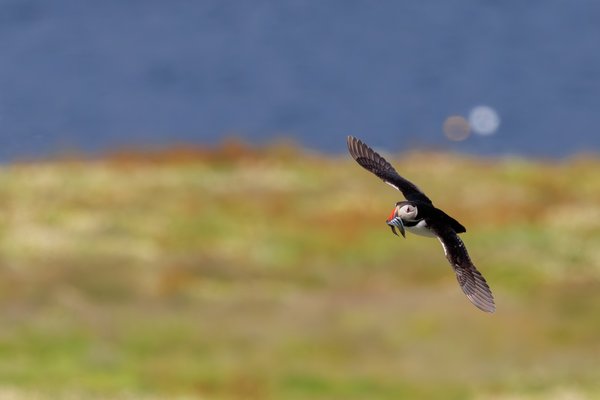 Atlantic Puffin