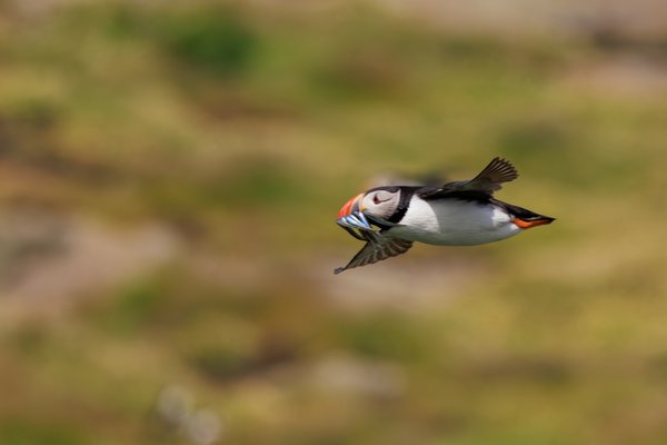 Atlantic Puffin