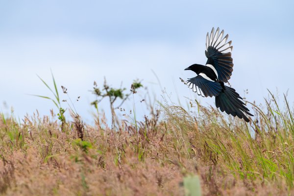 Eurasian Magpie