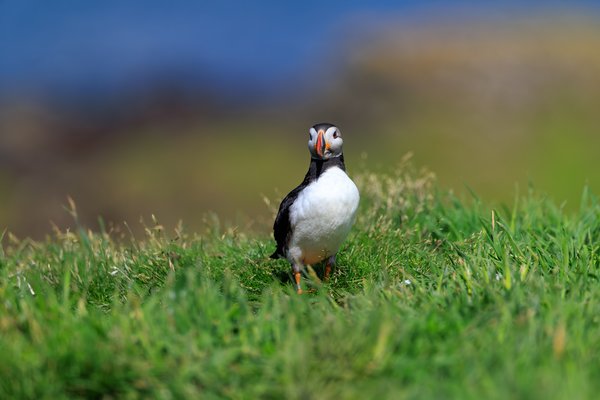Atlantic Puffin