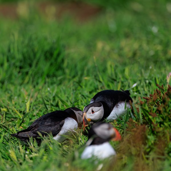 Atlantic Puffin