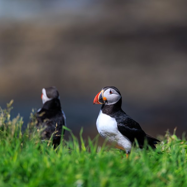 Atlantic Puffin